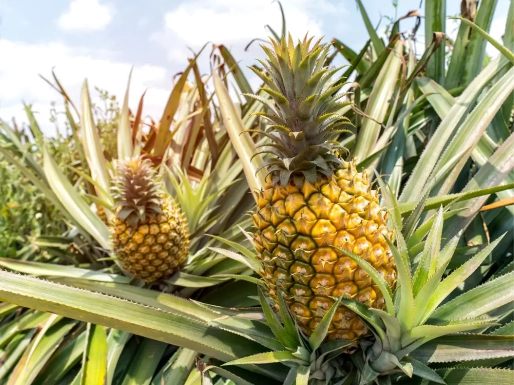 Agriculture investment sector