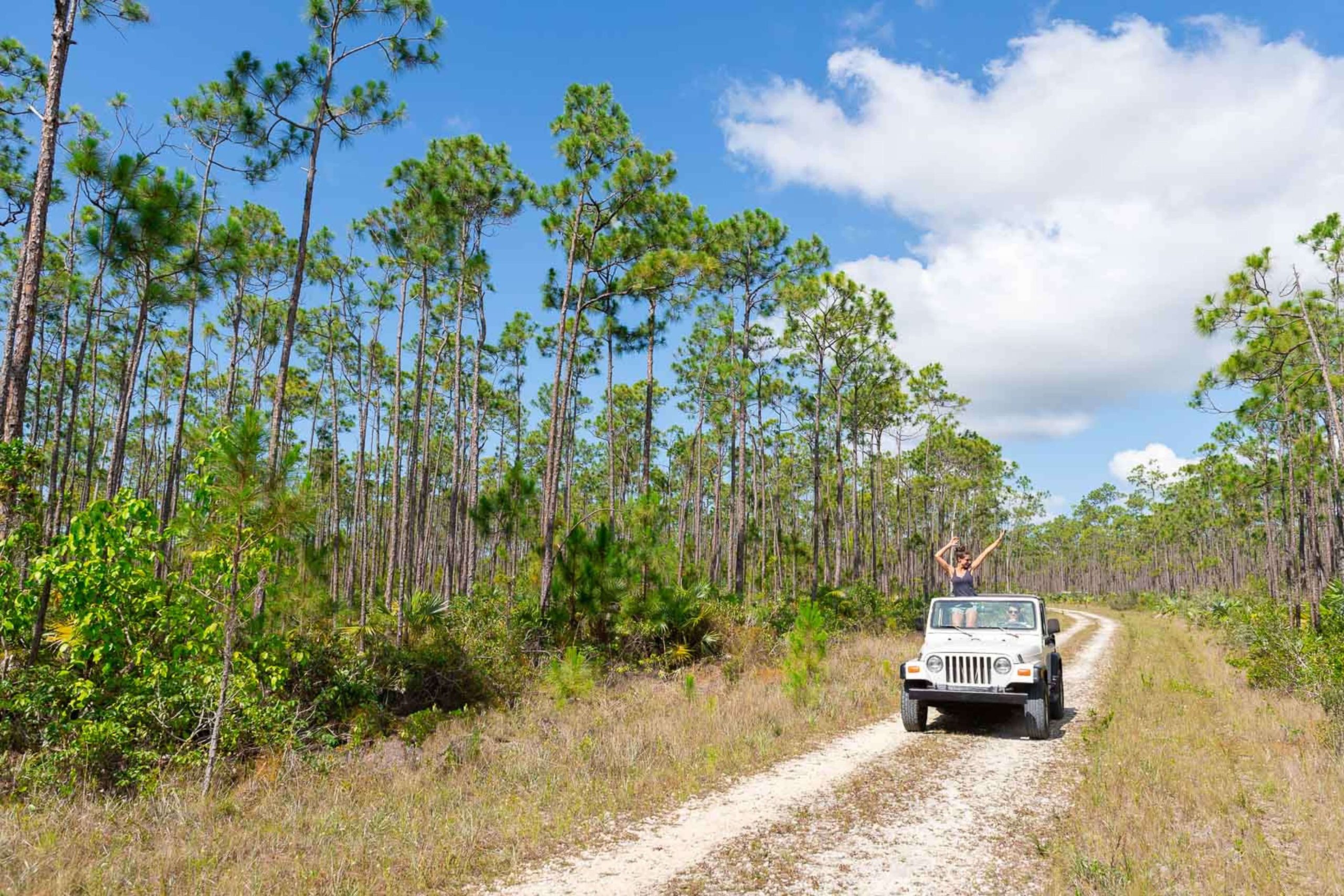 Forestry investment sector