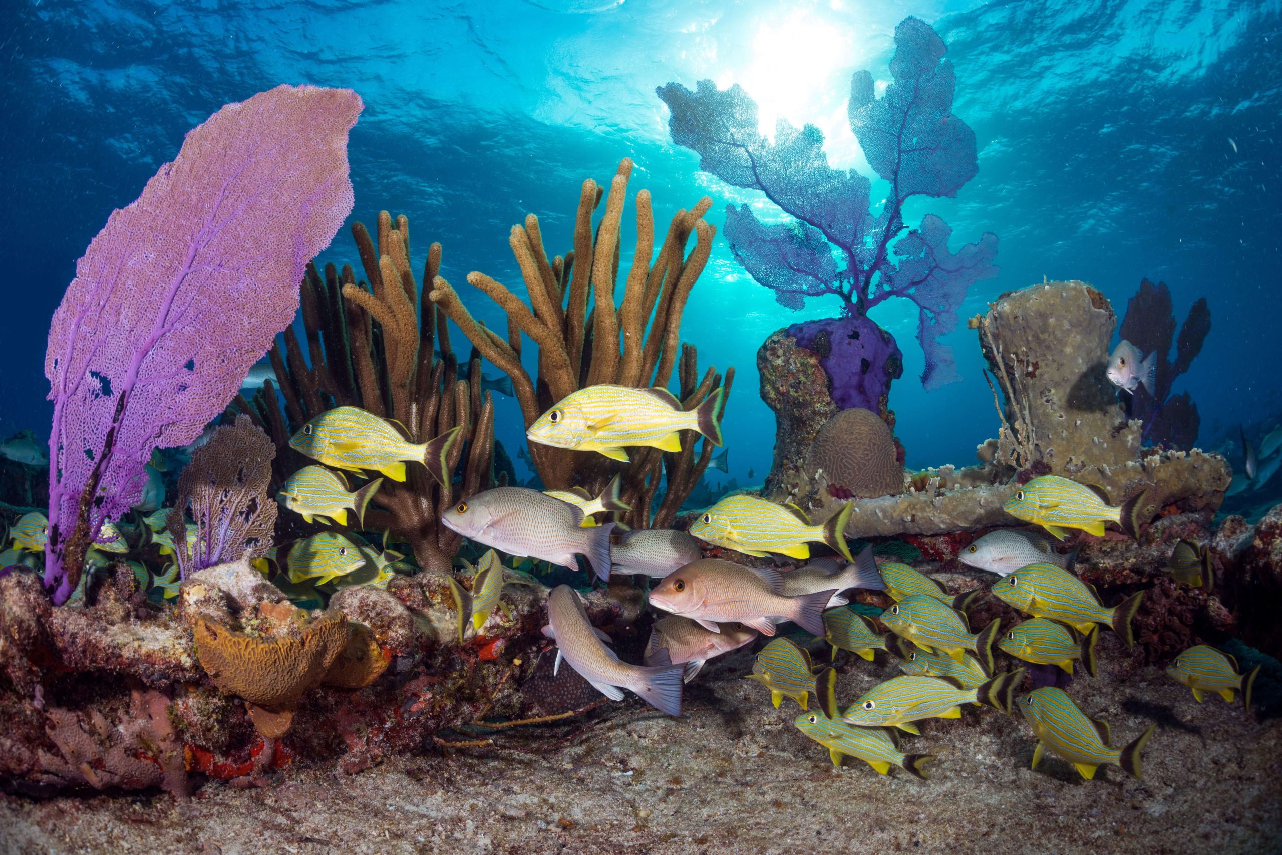 Mariculture investment sector