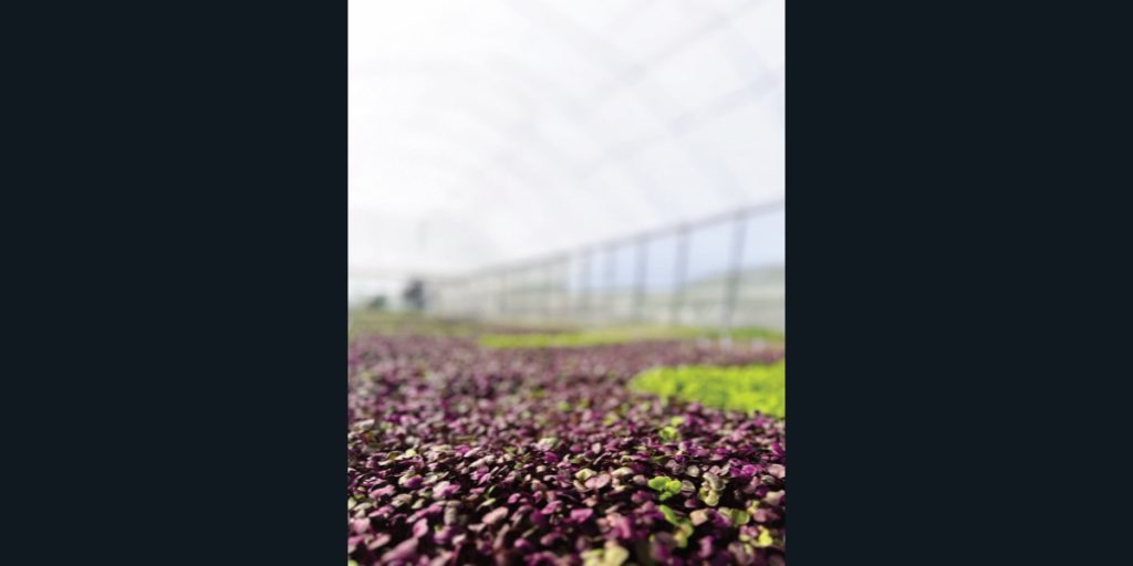 Feeding the Future: Bluefields Farms and the New Era of Bahamian AgriBusiness